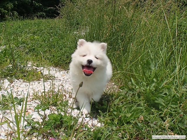 pups-8