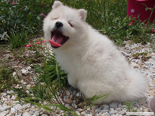 pups-9
