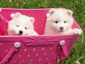pups-1