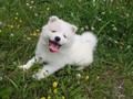 pups-10