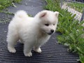 pups-11