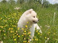 pups-3