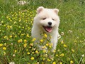 pups-4