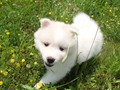 pups-5