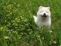 pups-6