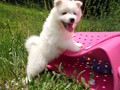 pups-7