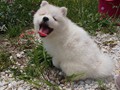pups-9