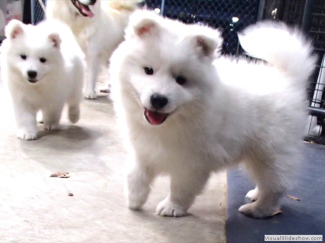 girl-1(front)-girl-2(back)