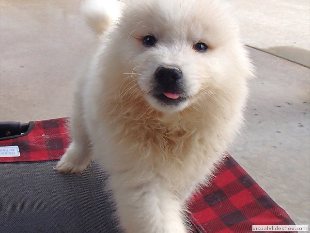 pups-1