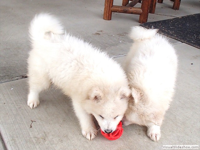 pups-10