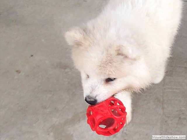 pups-11