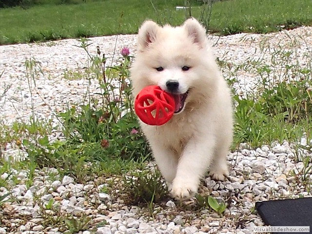 pups-12