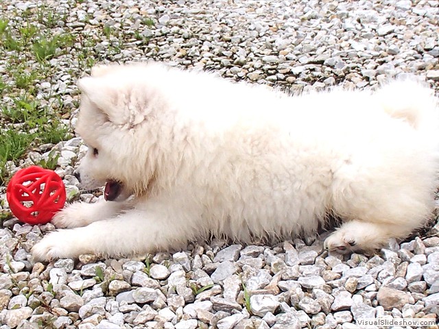 pups-13