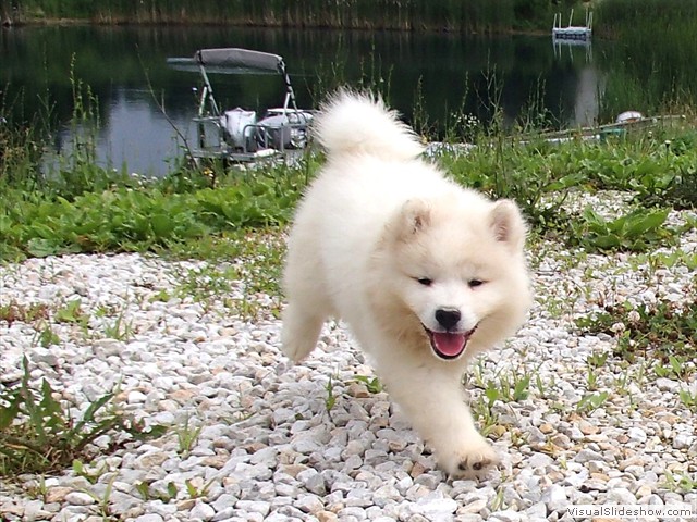 pups-2