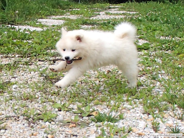pups-3