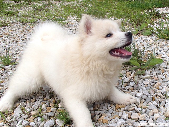 pups-4
