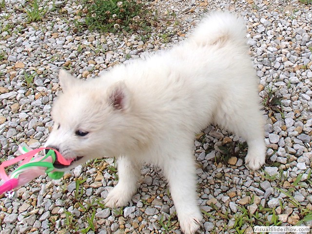 pups-5