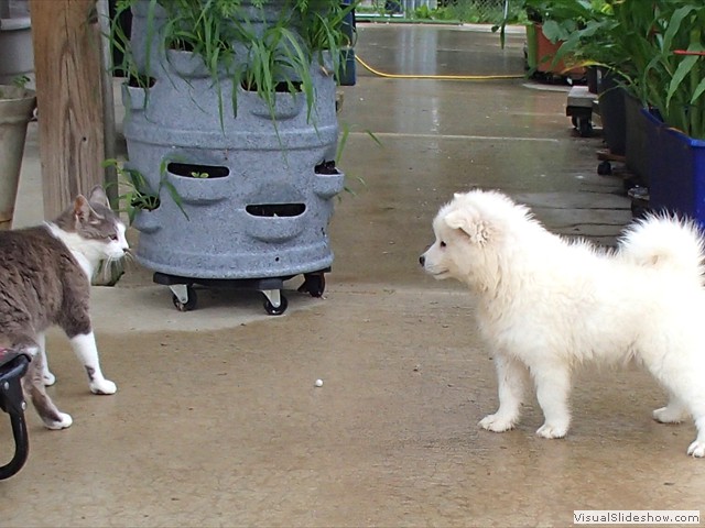 pups-6