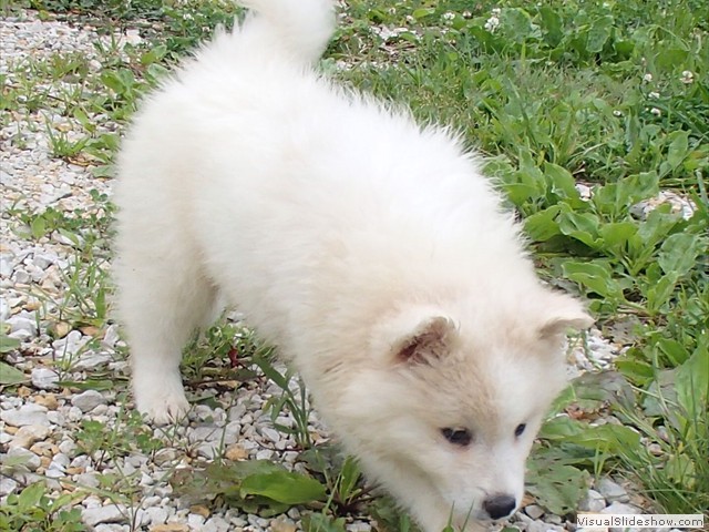 pups-7