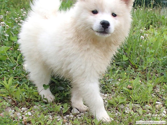 pups-8