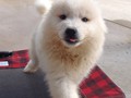 pups-1