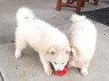 pups-10