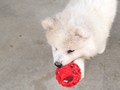 pups-11