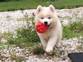 pups-12