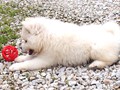 pups-13