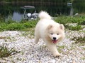 pups-2