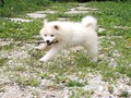 pups-3