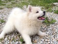 pups-4