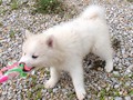 pups-5