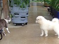 pups-6