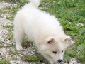 pups-7