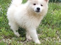pups-8