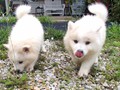 pups-9