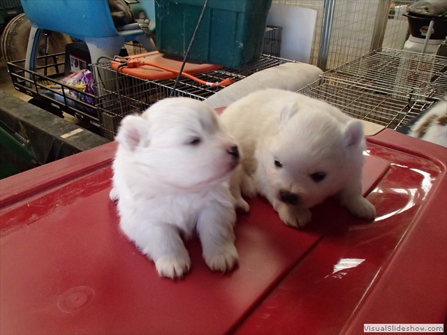 pups-2