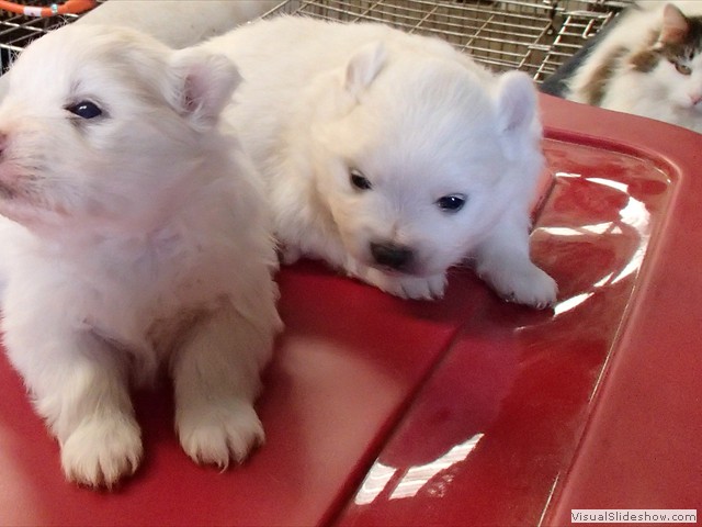 pups-3