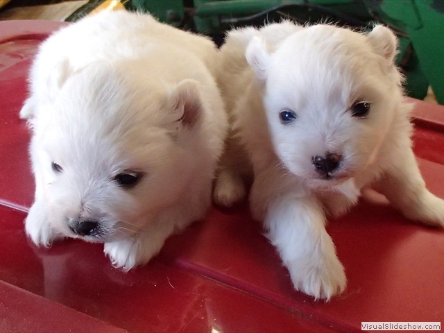 pups-4