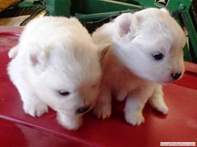 pups-6