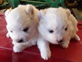 pups-1