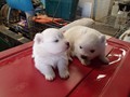 pups-2