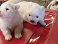 pups-3