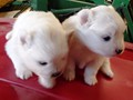 pups-6