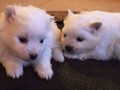 girl-boy-2