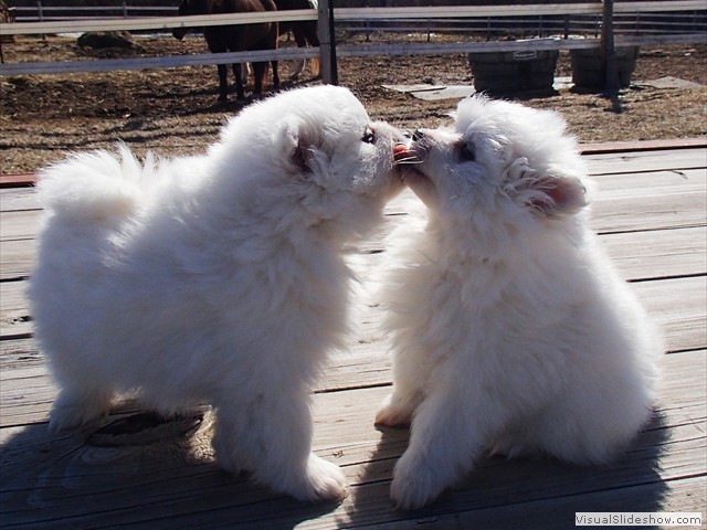 kisses