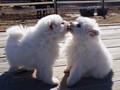 kisses