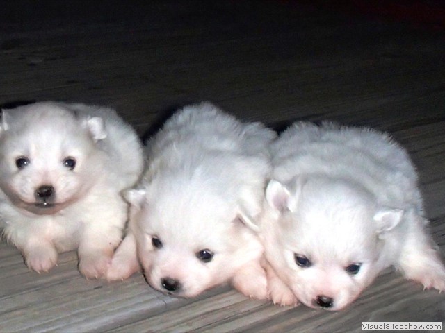 pups-1