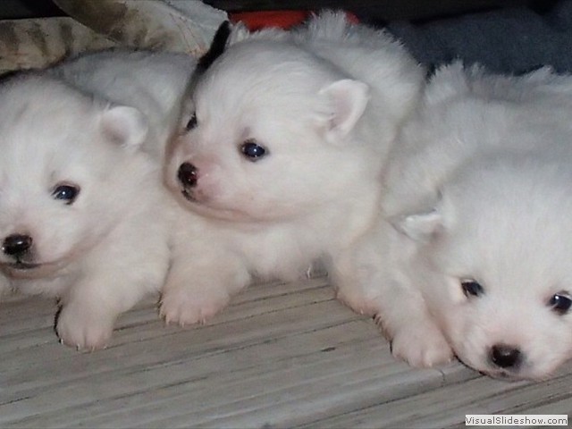 pups-2
